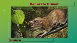 Evolution to go 5 Der erste Primat Affe Purgatorius [upl. by Oalsecnew]