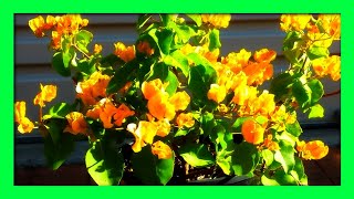 Grow Bougainvillea From Cuttings  How To Propagate Bougainvillea Without Rooting Hormone [upl. by Julis]