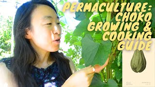 Growing Choko Chayote  Permaculture plant with many uses  Delicious dish feat choko pumpkin vine [upl. by Allemap]