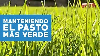 ¿Cómo mantener el pasto y los setos más verdes [upl. by Murvyn]