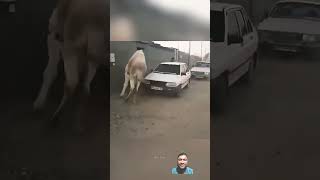 Hilarious Animals caught🤣🤣😂😂funny The Animals🤣😂 OMGfunnyanimals  animalsfunnypets shorts [upl. by Combes]