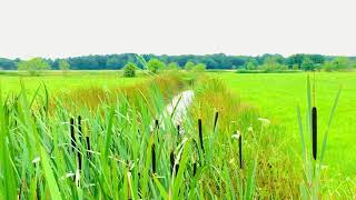 Typha latifolia寬葉香蒲Hương Bồ “Cỏ Nến “ [upl. by Kendall]