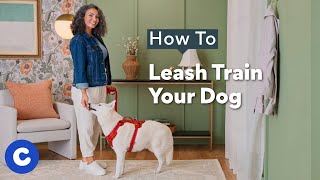 How To Leash Train A Dog  Chewtorials [upl. by Nnylasor488]