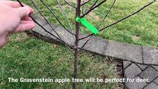 Planting a Gravenstein Apple Tree [upl. by Treborsemaj]