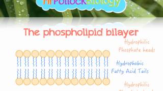 The Fluid Mosaic Model of the Cell Membrane [upl. by Anirdna834]