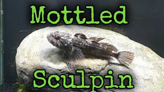 Mottled Sculpin action [upl. by Alledi763]