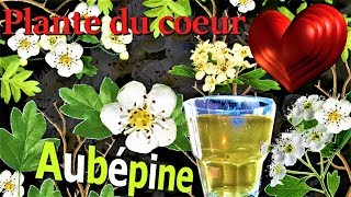 🌿Laubépine la plante des cœurs brisés💔 [upl. by Eed179]