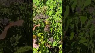 Goldfinch eating echinacea seeds [upl. by Melentha]