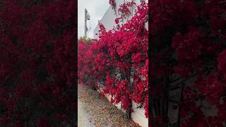 Beautiful Bougainvillea ♥️ gardening gardeninspiration bougainvillea youtubeshorts [upl. by Anaeli161]