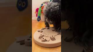 Engaging Puzzle Activity for your Dog to fight Boredom [upl. by Tips]