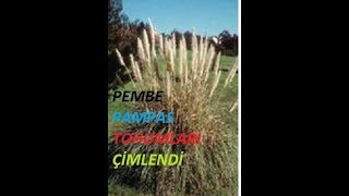 PEMBE PAMPASCortaderia selloana tohumları çimlendi Şimdi yapılması gerekenler nelerdir 2 [upl. by Auqinal]