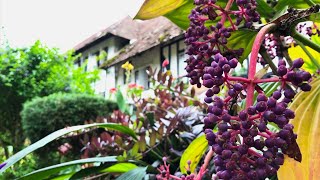 Christmas in Malaysia  Ye Olde Smokehouse  Boh Tea Plantation  Cameron Highlands Golf [upl. by Atilegna128]