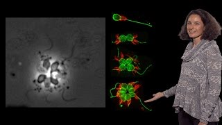 Nicole King UC Berkeley HHMI 2 Choanoflagellate colonies bacterial signals and animal origins [upl. by Ordep]