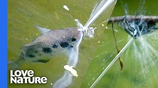 How The Archerfish Guns Down Spiders With Spit [upl. by Ardnuhs536]