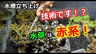 水草レイアウト水槽立ち上げ！水草は赤系で！ [upl. by Eelyek]