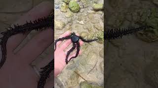 Large Brittle star [upl. by Aduh]