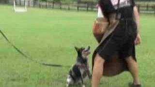 Iron Dog Schutzhund Club  Jack Attack [upl. by Traver]