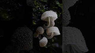 Macclesfield Forest Mushroom Photography [upl. by Enier58]