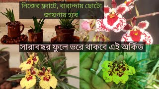 Tolumnia Orchid এই ভাবে পরিচর্যা করলে সারা বছর ফুলে ভরে থাকবেCare amp CultureSandip Orchid tolumnia [upl. by Jacquelynn]