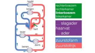 Bloedsomloop bij een mens in het kort [upl. by Irek952]