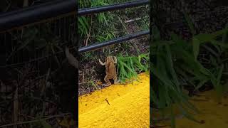 The Amplexus of the Frogs nature frogs Hopegardens Jamaica Caribbean mating [upl. by Bulley]