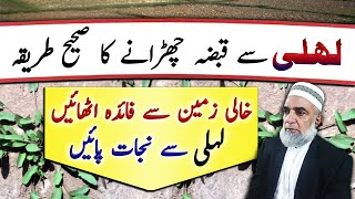 How to get rid of Convolvulus arvensis Lehli لیہلی Non croplands  Crop Reformer [upl. by Terry]