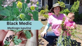 Black Medic  Medicago lupulina [upl. by Ellebyam94]