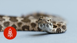 The Massasauga Rattlesnake A Victim of Fear [upl. by Arinay]