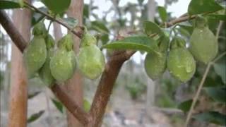 The Growing Process of Aquilaria Tree  沉香树的成长过程 [upl. by Baron353]