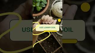 Asparagus Fern Plant Care Tips [upl. by Nirret906]