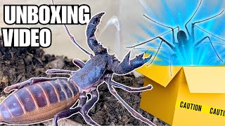 Meet My New Extraterrestrial Pet Unboxing a Whip Scorpion Phrynus whitei [upl. by Tedda240]