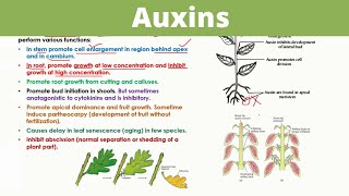 Auxins  Plant Hormones [upl. by Doe]