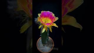 Time lapse flower cactus blooming Witness the magical beauty of a cactus flower in full bloom P24 [upl. by Hembree]