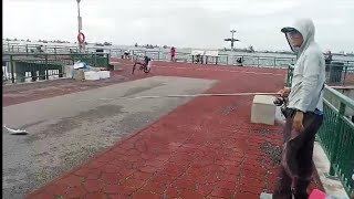 Bedok Jetty after 20 days break fish is back lucky spot [upl. by Thane170]