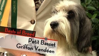 Petit Basset Griffon Vendeen  Bests of Breed [upl. by Arahsit]