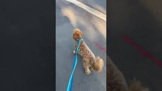 The Carver County Fair show was a success dogwalk puppy songwriting [upl. by Diandre371]