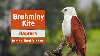 Brahminy Kite Haliastur indus  കൃഷ്ണപ്പരുന്ത്  समुद्री घार  செம்பருந்து  બાહ્મણી સમડીশঙ্খ চিল [upl. by Eanore]