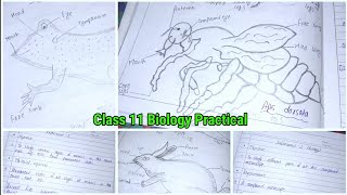 Class 11 Biology Practical  Biology Practical Class 11  Biology Experiments [upl. by Odessa659]