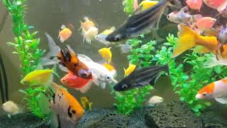 Amezing aquarium​ fishfish​ tank​ aquarium​LittleFish​ [upl. by Bernat]