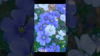 Linum Perenne Flowers nature shorts Blue Flax flower amazing [upl. by Assillam]