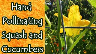 How to Hand Pollinate Squash and Cucumbers [upl. by Hametaf]