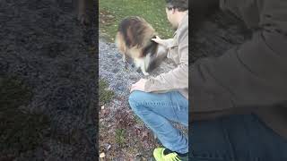 Shetland Sheepdog doglovers [upl. by Anivol]