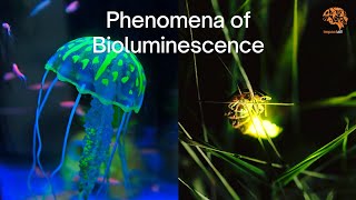 Bioluminescence in Ocean  The Brilliance of Bioluminescence [upl. by Nimocks]