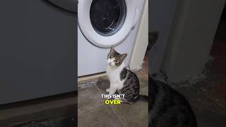 Cat first reaction to washing maschine 🤣 [upl. by Sokim]