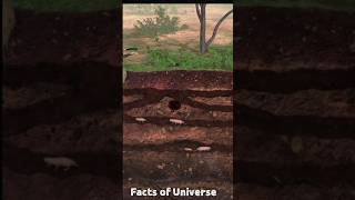 How To Kill Rats Using a Rodent Machine  Gopher Blaster rattricks [upl. by Catie]