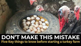 Turkey Farming 5 Key things to know before starting a turkey farm [upl. by Aisila]