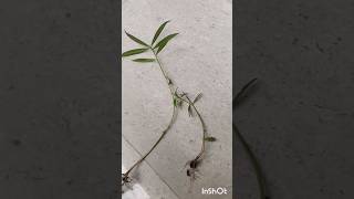 how to grow yellow oleander plant [upl. by Nomaj]