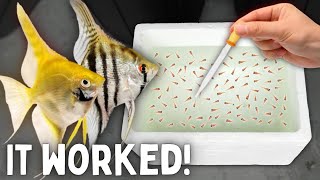 BREEDING Angelfish  Over 300 Fry [upl. by Fleisig]