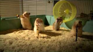 Drench Clever Hamsters Christmas song  Official [upl. by Annahael]