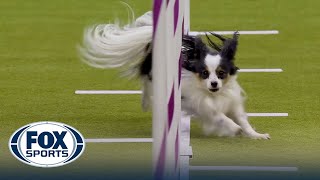 Best of 2024 Masters Agility Championships from Westminster Kennel Club  FOX Sports [upl. by Aneres]